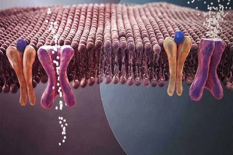 Bio Nanotechnology Treatment for Type 2 Diabetes