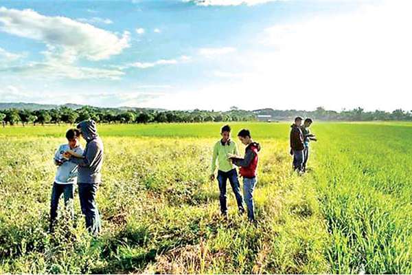 Philippines Department of Science and Technology looks at remote sensors to help rice production
