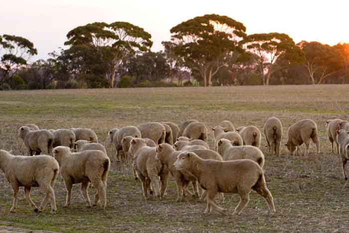 Australian Government invests in Sheep Data Management System to bring farmers into digital age