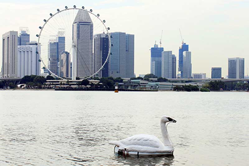 Singapore uses robot swans to monitor water quality in reservoirs