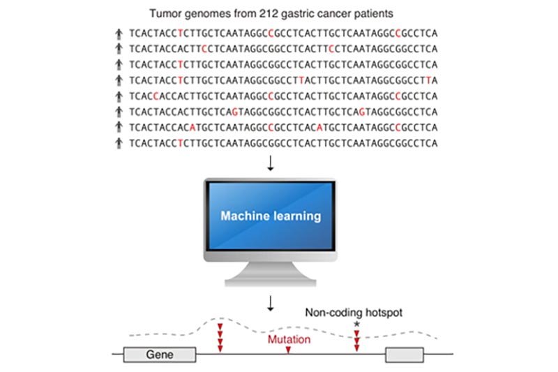 ASTAR researchers use machine learning to identify cancer causing mutations