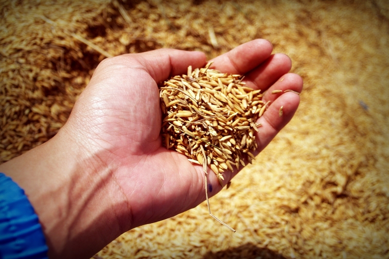 Blockchain Technology for Tracing Organic Rice