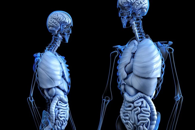 Human Anatomy Study With Augmented and Virtual Reality